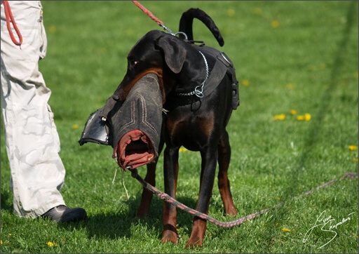 Dogs in training 5/2008